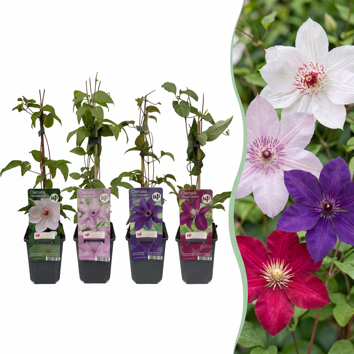 Clematis 'Rainbow' (bosrank) – paars-rood-roze-wit – 8 planten, Ø9 cm, 35 cm hoog