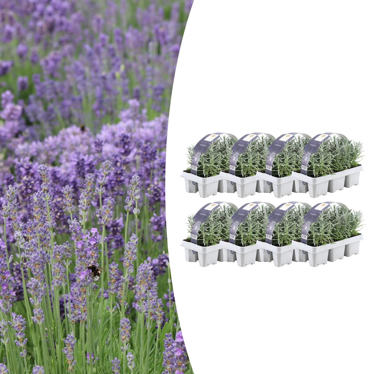 Lavendel (Lavandula) – 48 planten, Ø7 cm, 15 cm hoog