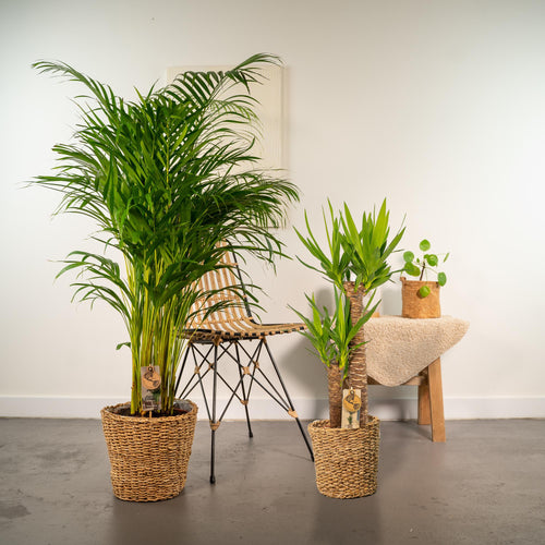 Areca (Dypsis) – Ø24 cm