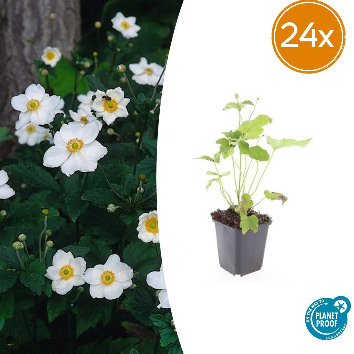 Anemone hyb. 'Honorine Jobert' (Herbstanemone) – 24 Pflanzen, Ø 9 cm, 10–25 cm hoch
