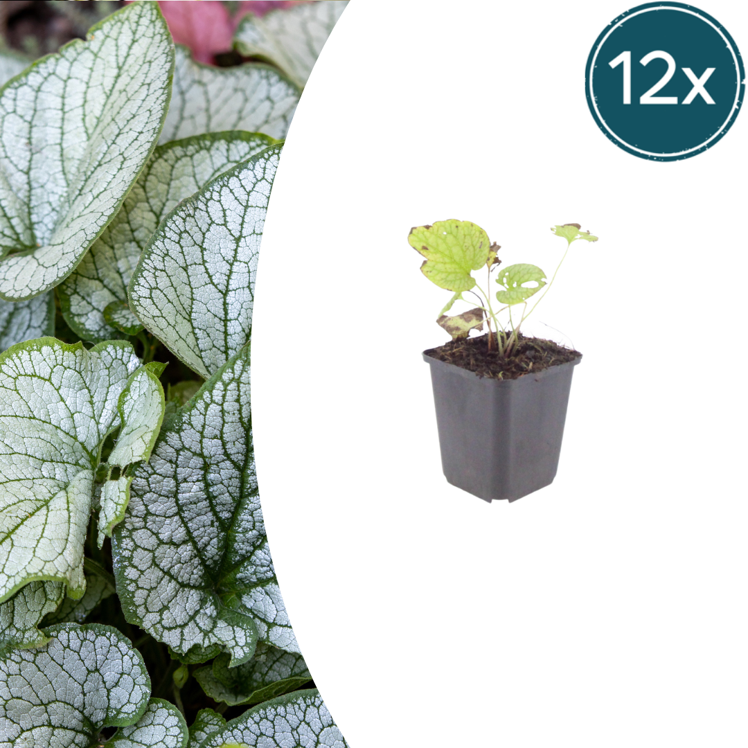Brunnera macrorrhizum 'Jack Frost' (Kaukasische vergeet-mij-niet) – 12 planten, Ø9 cm, 10–25 cm hoog