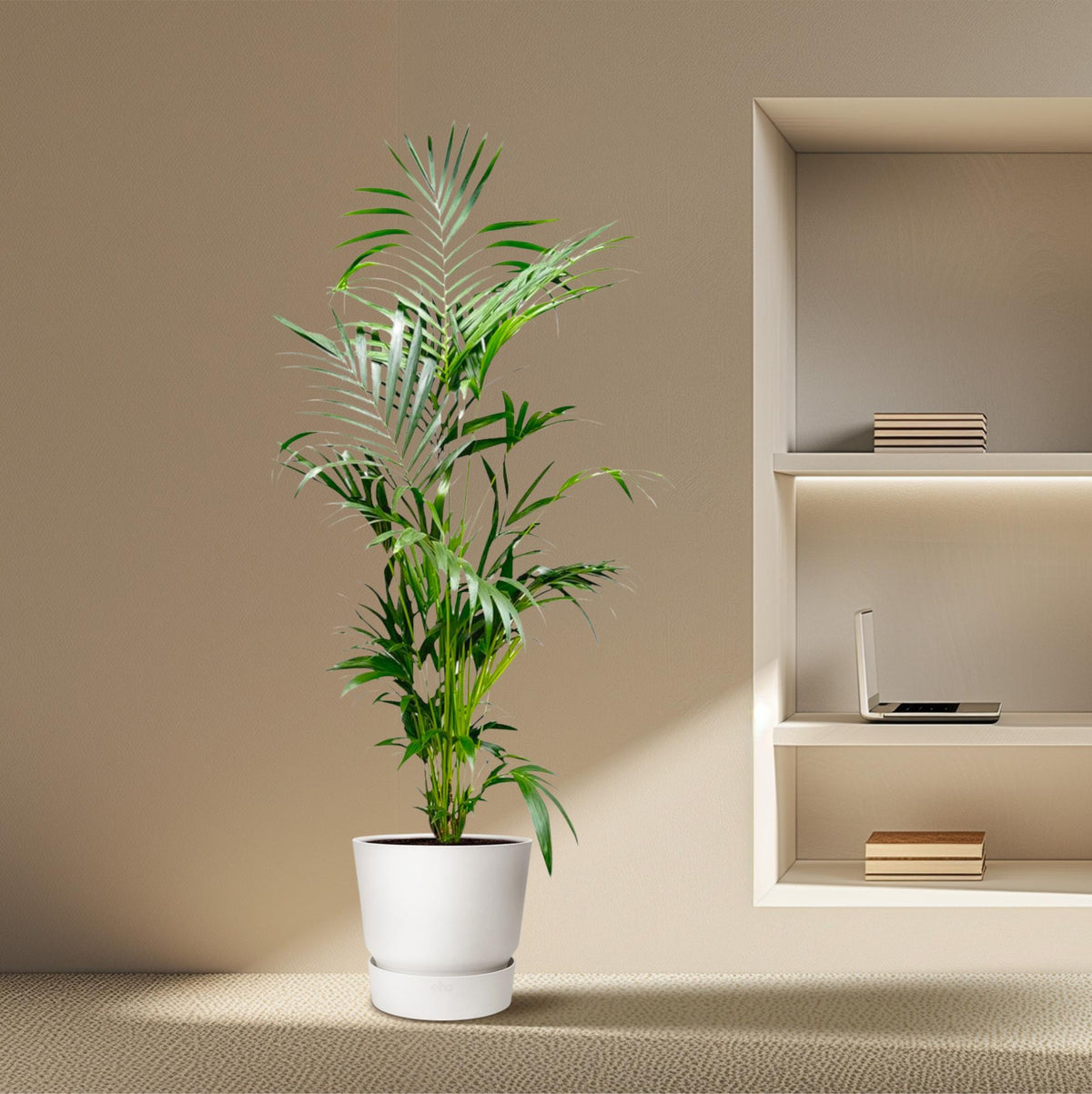 Kentia-Palme (Howea) – Ø 24 cm, 190 cm hoch