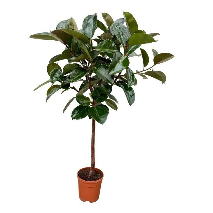 Ficus elastica Robusta Stamm (Gummibaum) – Ø24 cm, 120 cm hoch