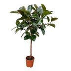 Ficus elastica Robusta Stamm (Gummibaum) – Ø24 cm, 120 cm hoch