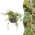 Peperomia Prostrata – Ø6 cm, 6 cm de haut