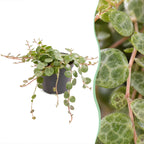 Peperomia Prostrata – Ø6 cm, 6 cm de haut