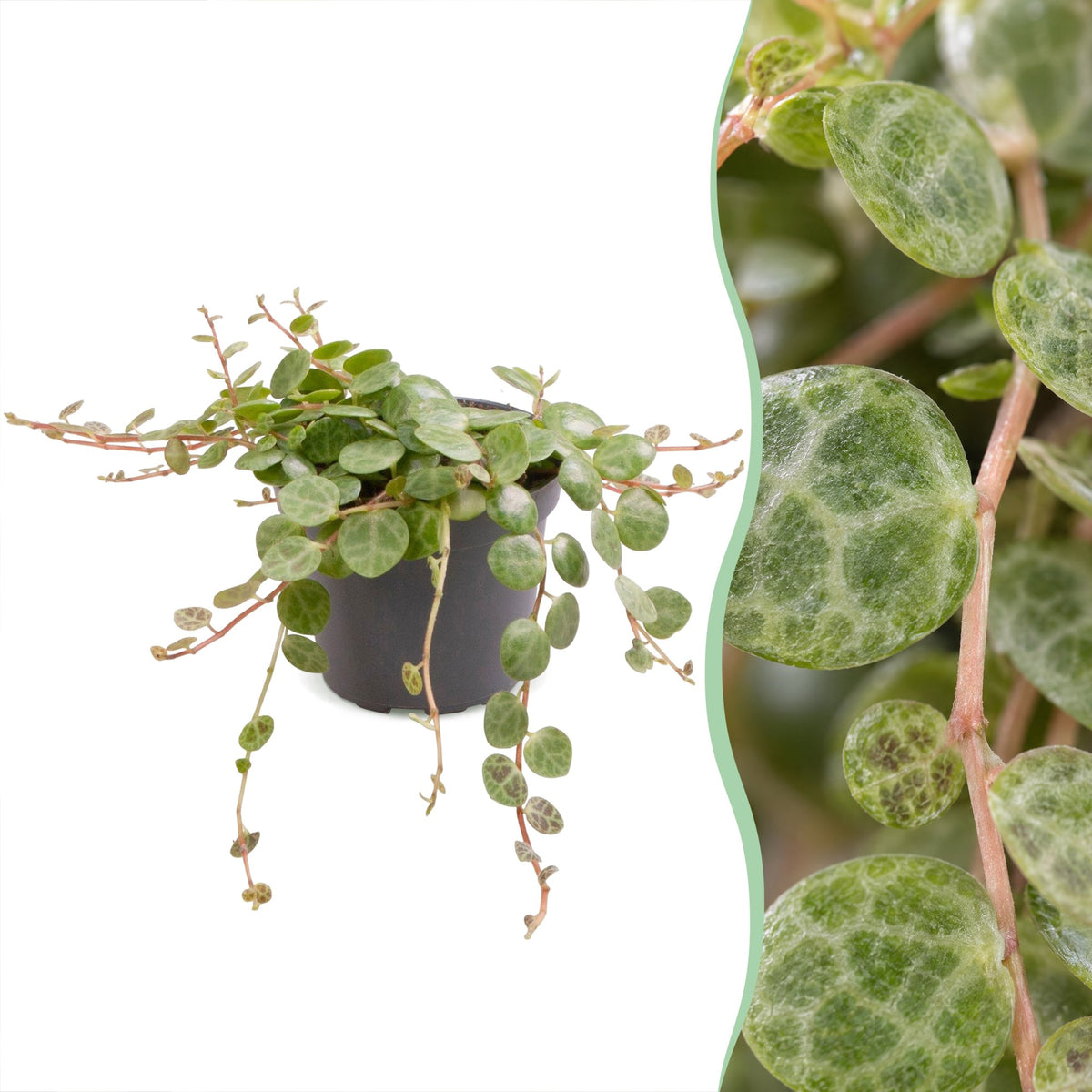 Peperomia Prostrata – Ø6 cm, 6 cm de haut