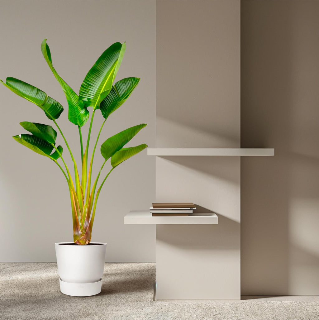 Strelitzia Augusta (paradijsvogelbloem) – Ø21 cm, 160 cm hoog