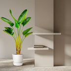 Strelitzia Augusta (paradijsvogelbloem) – Ø21 cm, 160 cm hoog