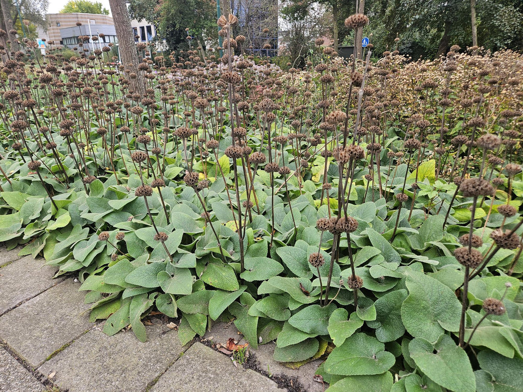 Phlomis russeliana (Russel-Königskerze) – 60 Pflanzen, Ø 9 cm, 10–25 cm hoch – Bild 7