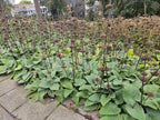 Phlomis russeliana (Russel-Königskerze) – 60 Pflanzen, Ø 9 cm, 10–25 cm hoch