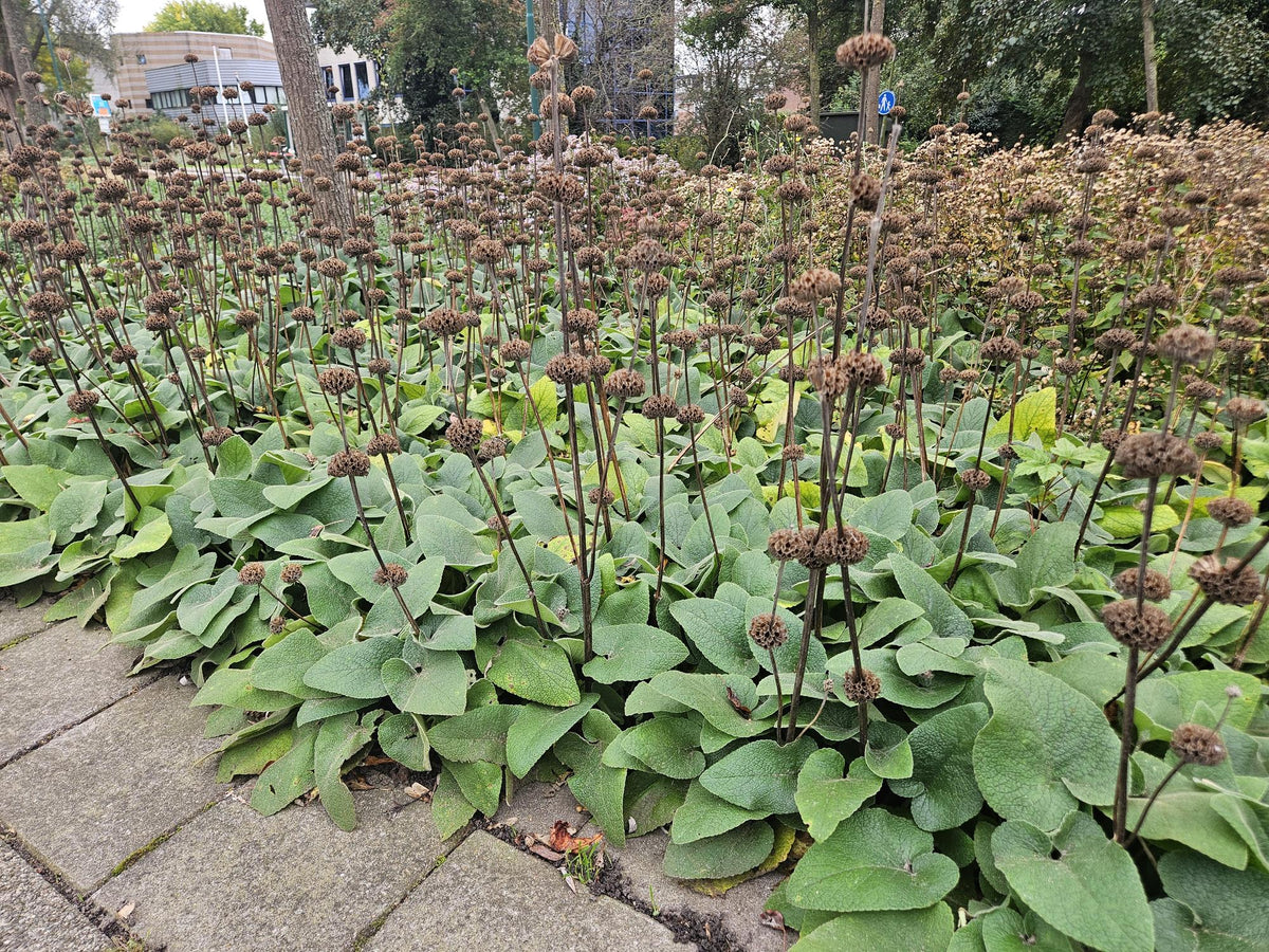 Phlomis russeliana (Russel-Königskerze) – 60 Pflanzen, Ø 9 cm, 10–25 cm hoch – Bild 7