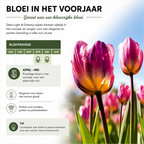 Tulipe 'Light and Dreamy' – 20 bulbes (calibre 11/12)
