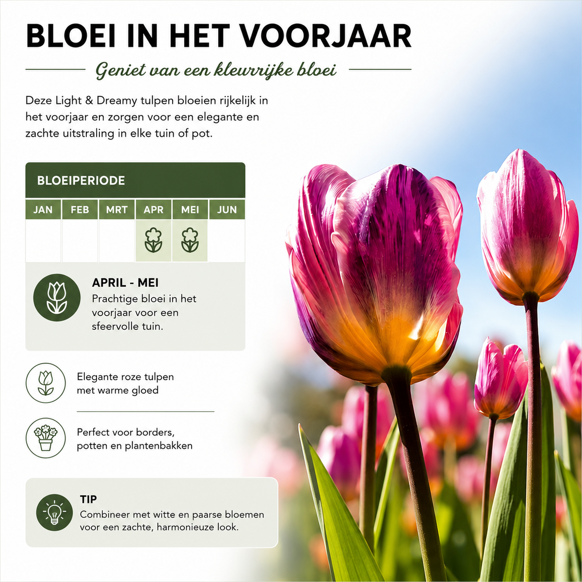Tulpe 'Light and Dreamy' – 20 Blumenzwiebeln (Zwiebelgröße 11/12)