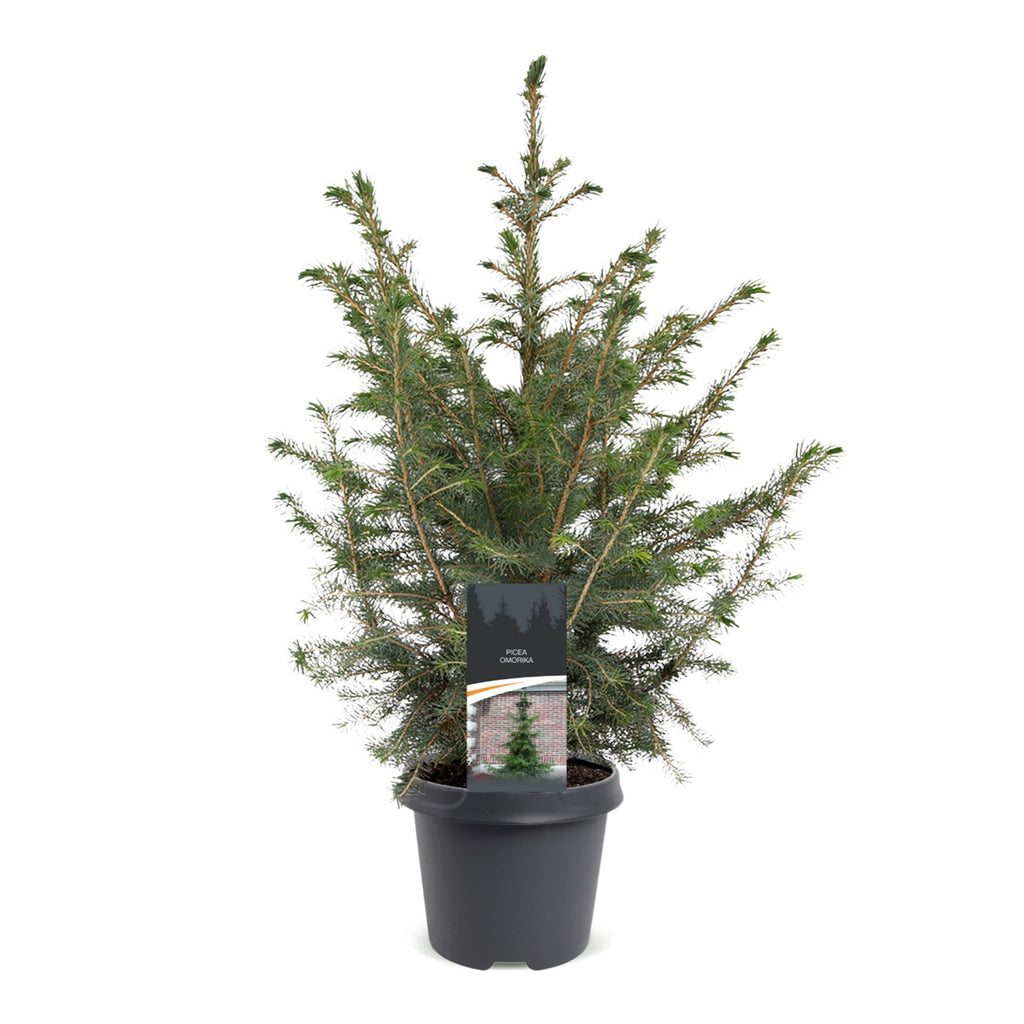 Picea omorika (petit sapin de Noël) – Ø23 cm, 70 cm de haut