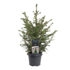 Picea omorika (petit sapin de Noël) – Ø23 cm, 70 cm de haut