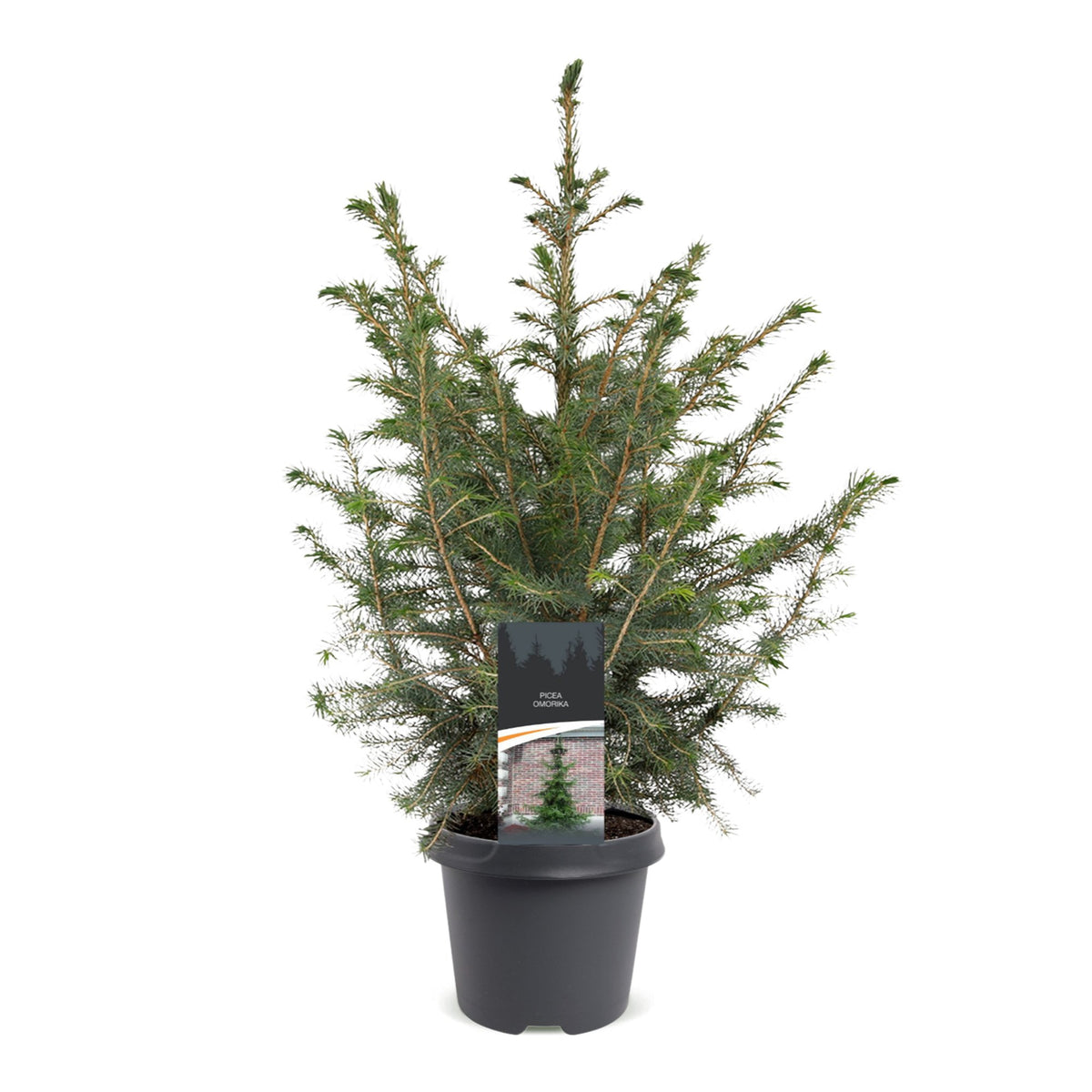 Picea omorika (petit sapin de Noël) – Ø23 cm, 70 cm de haut