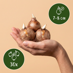 Weiße Krokus – 30 Blumenzwiebeln (Zwiebelgröße 7/8)