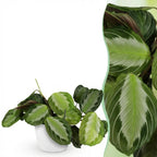 Maranta Fascinator Silverband (plante prieuse) dans pot décoratif Potter blanc – Ø12 cm, 25 cm de haut