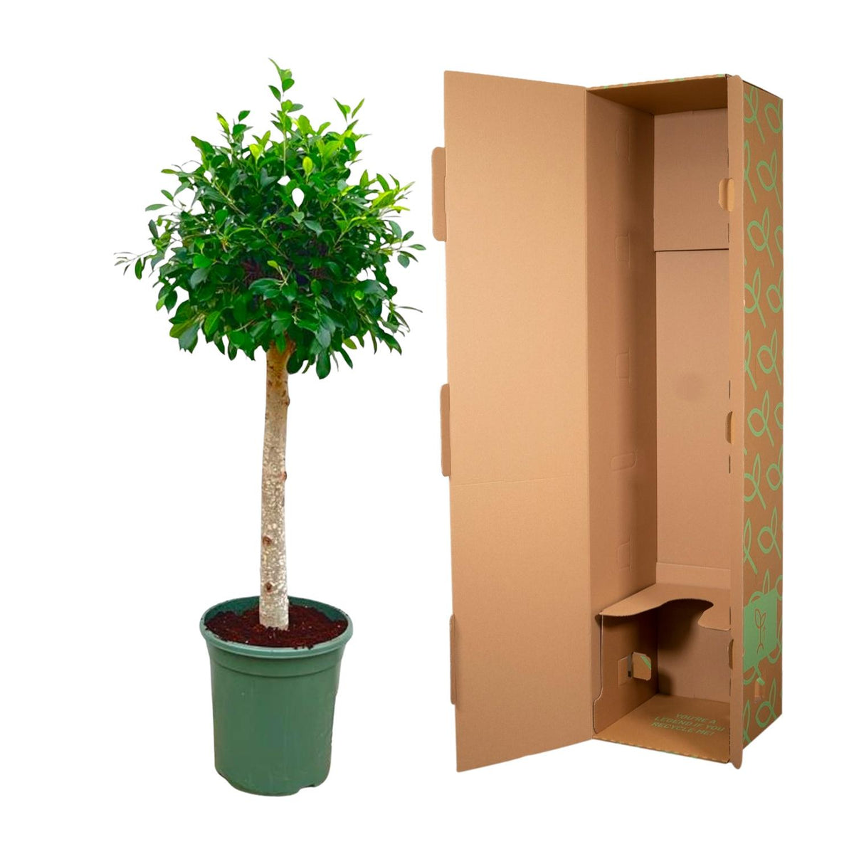 Ficus Nitida auf Stamm – Ø30 cm, 130 cm hoch
