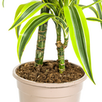 Dracaena Deremensis Lemon Lime (drakträd) – Ø19 cm, 70–90 cm hög