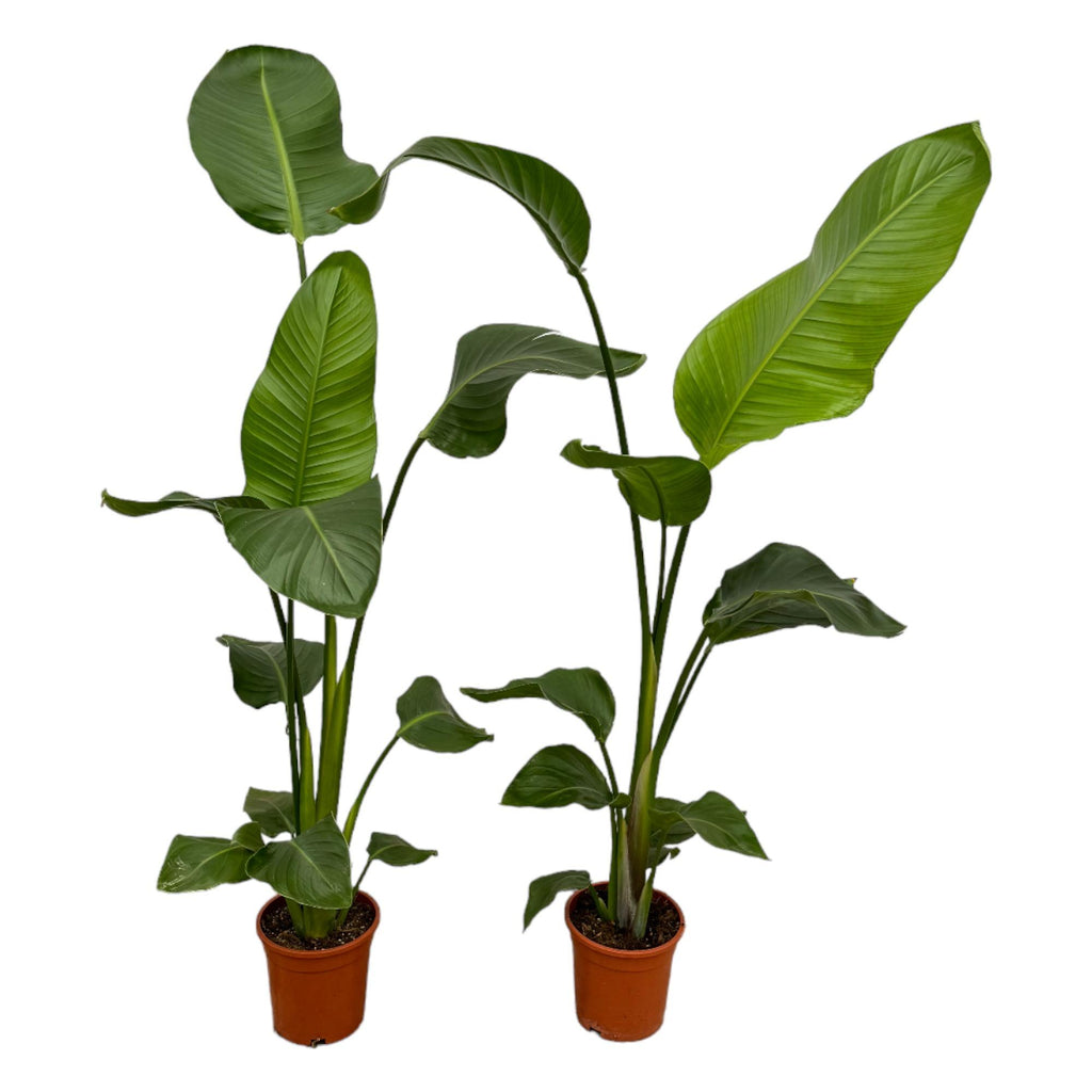 2× Strelitzia nicolai (witte paradijsvogelbloem) – Ø17 cm, 100 cm hoog