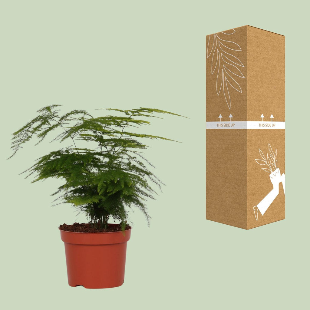 Asparagus Setaceus (asparagusvaren) – Ø12 cm, 35 cm hoog – foto 3