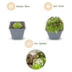 Mélange de plantes rupicoles – 24 plantes, Ø7 cm, 10–12 cm de haut