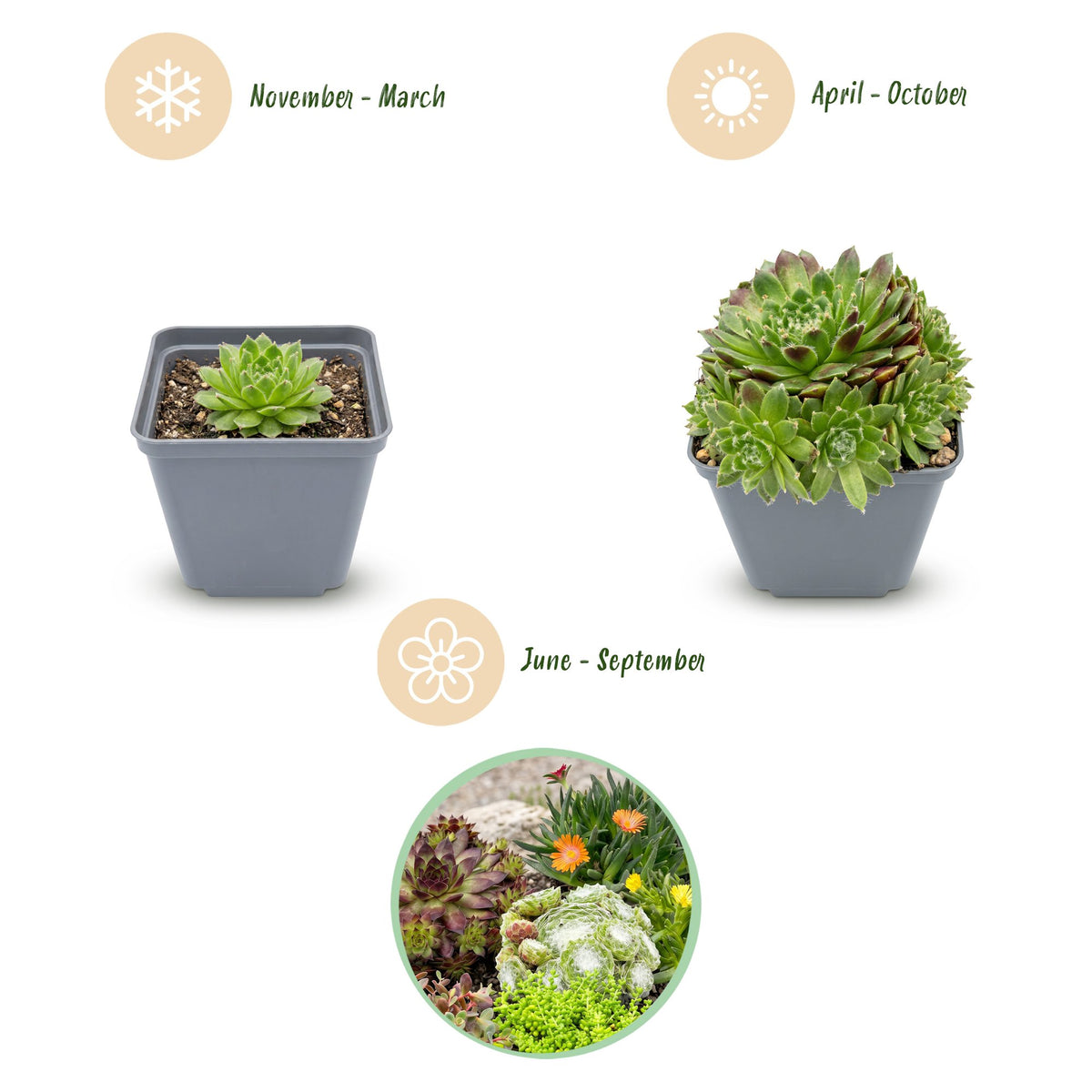 Mélange de plantes rupicoles – 24 plantes, Ø7 cm, 10–12 cm de haut – photo 3