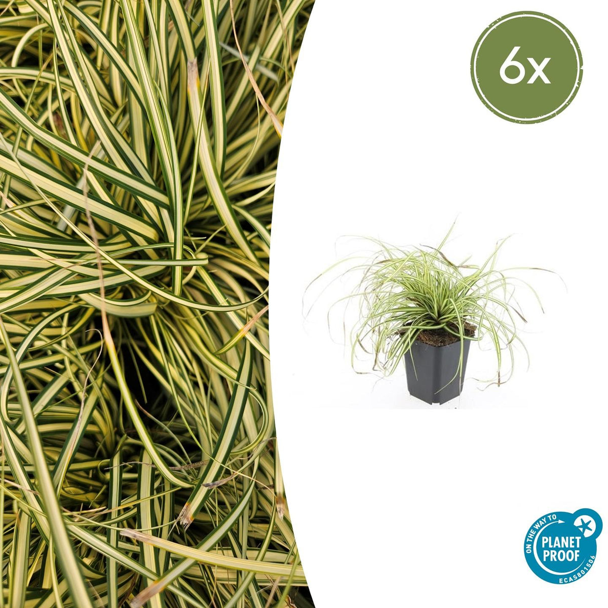 Carex oshim. 'Evergold' (zegge) – 6 planten, Ø9 cm, 10–25 cm hoog
