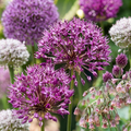 Blumenzwiebelpaket Zier-Freilandgarten – 80 Blumenzwiebeln (Zwiebelgröße 10/12)