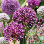 Blumenzwiebelpaket Zier-Freilandgarten – 80 Blumenzwiebeln (Zwiebelgröße 10/12)