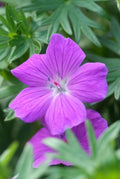 Geranium 'Tiny Monster' (cranesbill) – 60 plants, Ø9 cm, 10–25 cm high