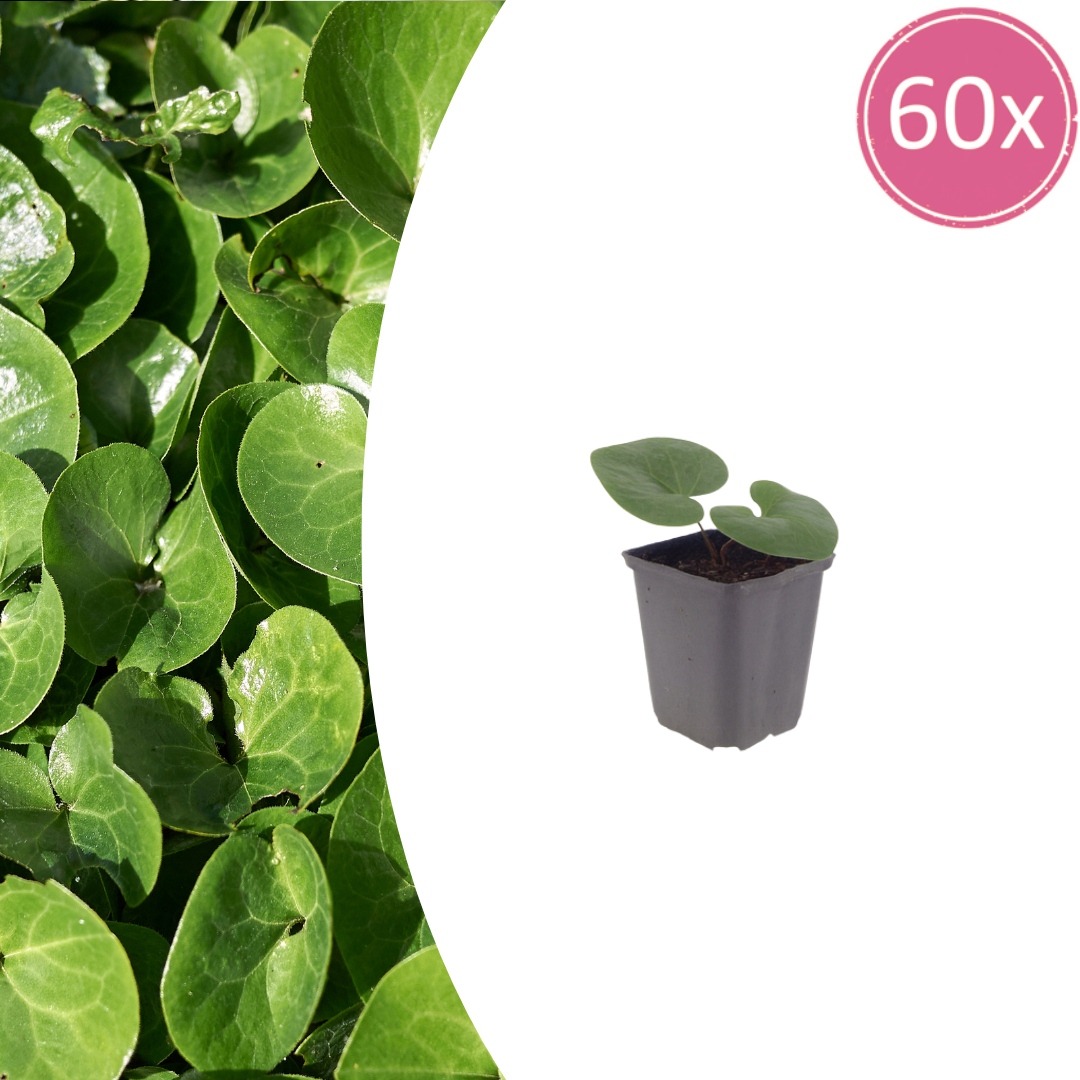 Asarum europaeum (Europäisches Wintergrün) – 60 Pflanzen, Ø 9 cm, 10–25 cm hoch