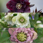 Helleborus 'Specials' (kerstroos) – Ø14 cm, 25 cm hoog