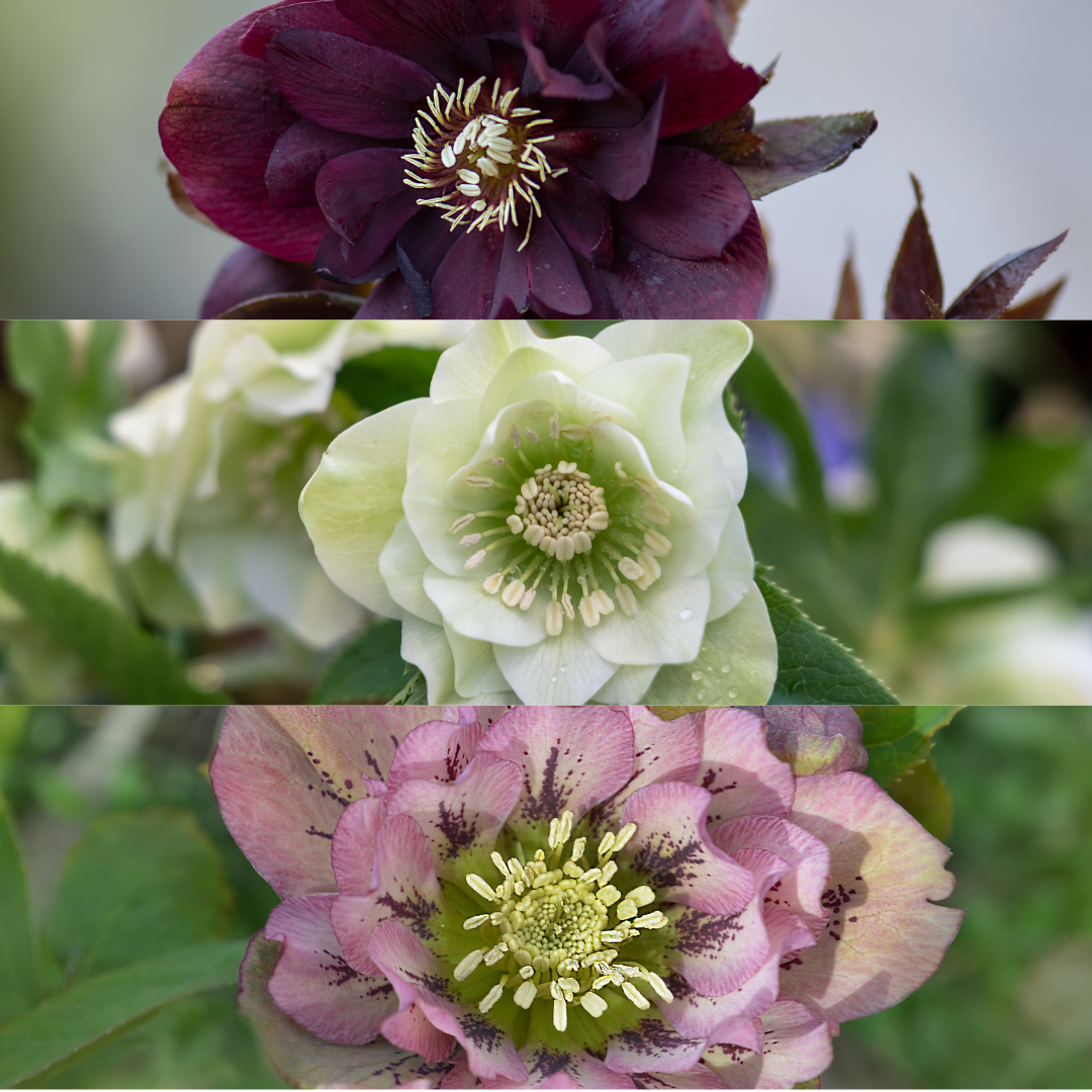 Helleborus 'Specials' (kerstroos) – Ø14 cm, 25 cm hoog – foto 2