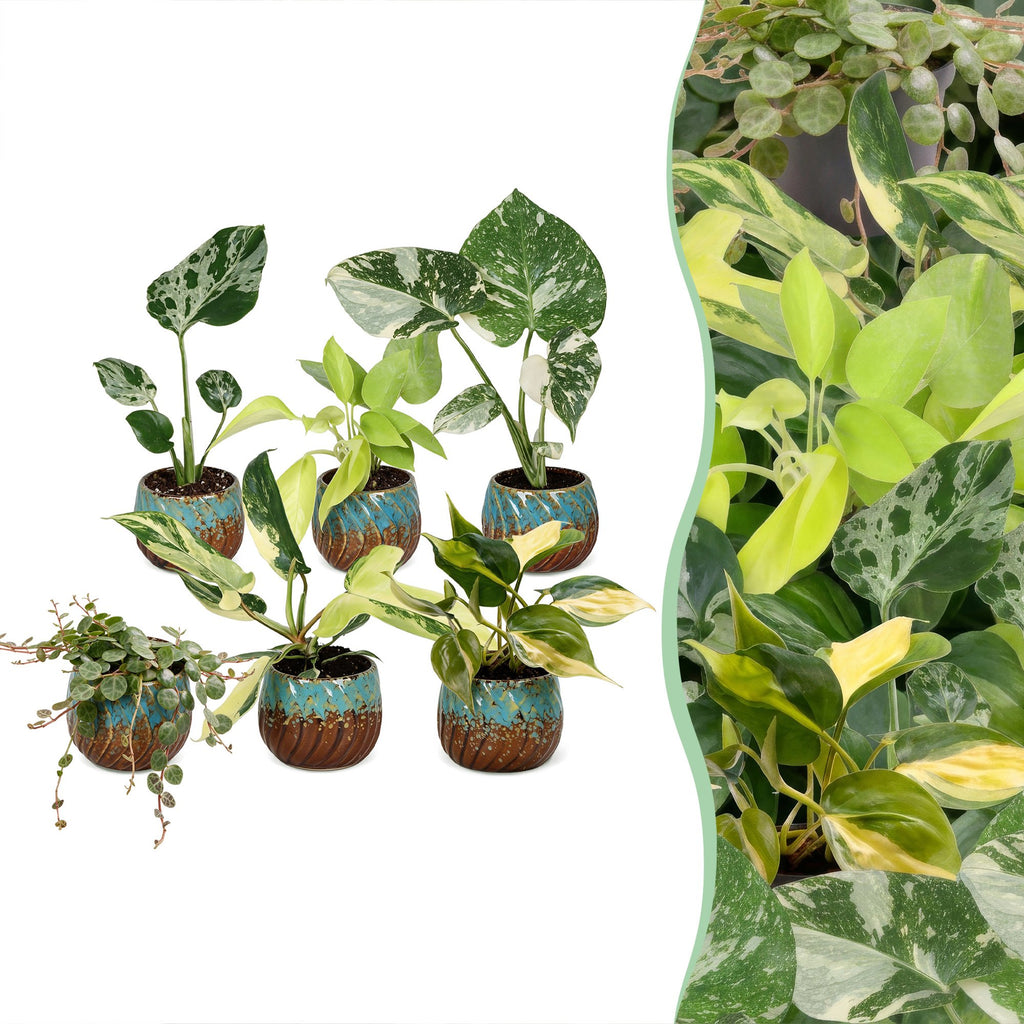 6× jeunes plantes Tropical Mix incl. Copper Reef – Ø6 cm, 10–15 cm de haut