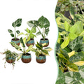 6× jeunes plantes Tropical Mix incl. Copper Reef – Ø6 cm, 10–15 cm de haut