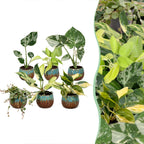 6× jeunes plantes Tropical Mix incl. Copper Reef – Ø6 cm, 10–15 cm de haut