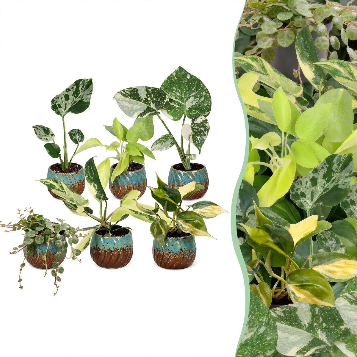 6× jeunes plantes Tropical Mix incl. Copper Reef – Ø6 cm, 10–15 cm de haut