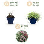Thymus 'Tricolour' (tym) – rose-rouge-blanc – 24 plantes, Ø11 cm, 15–25 cm de haut