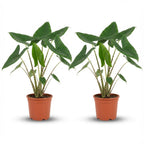 2× Alocasia zebrina (elephant ear) – Ø21 cm, 70–75 cm high