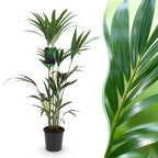 Howea forsteriana (Kentianpalme) – Ø 21 cm, 120–130 cm hoch