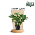 Monstera deliciosa (gatenplant) – Ø21 cm, 75 cm hoog