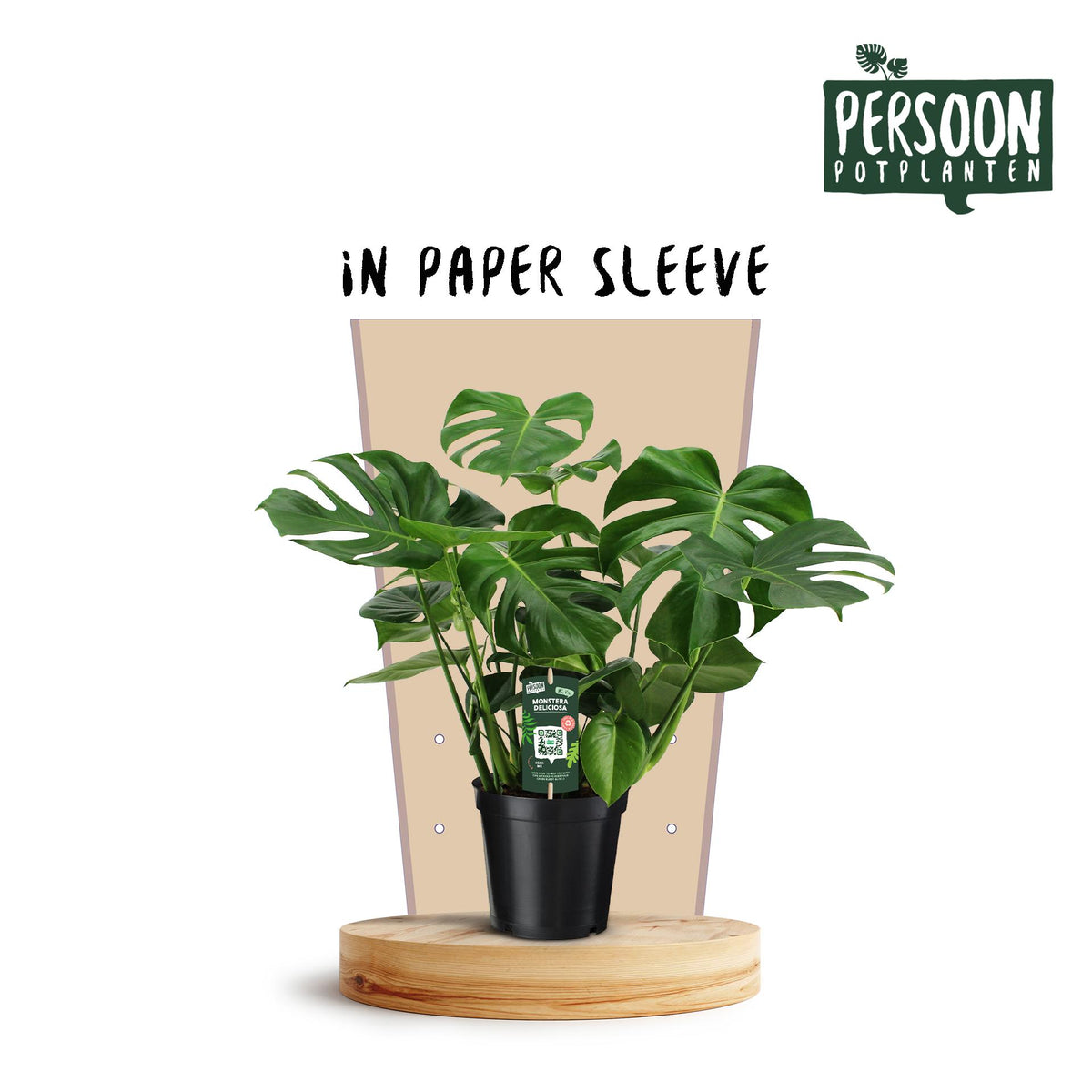 Monstera deliciosa (gatenplant) – Ø21 cm, 75 cm hoog