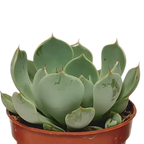 Plantes grasses sans pot décoratif – Ø 6 cm, 13 cm de haut