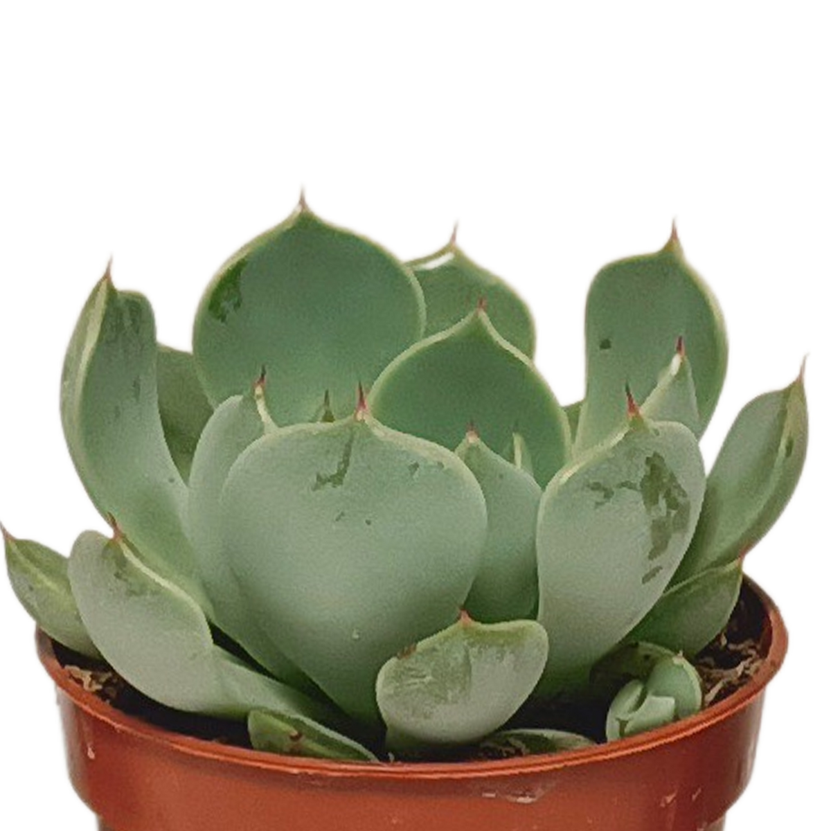 Plantes grasses sans pot décoratif – Ø 6 cm, 13 cm de haut