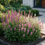 Stachys 'Duo' (betonie) – roze-paars-wit – 12 planten, Ø11 cm, 15–25 cm hoog
