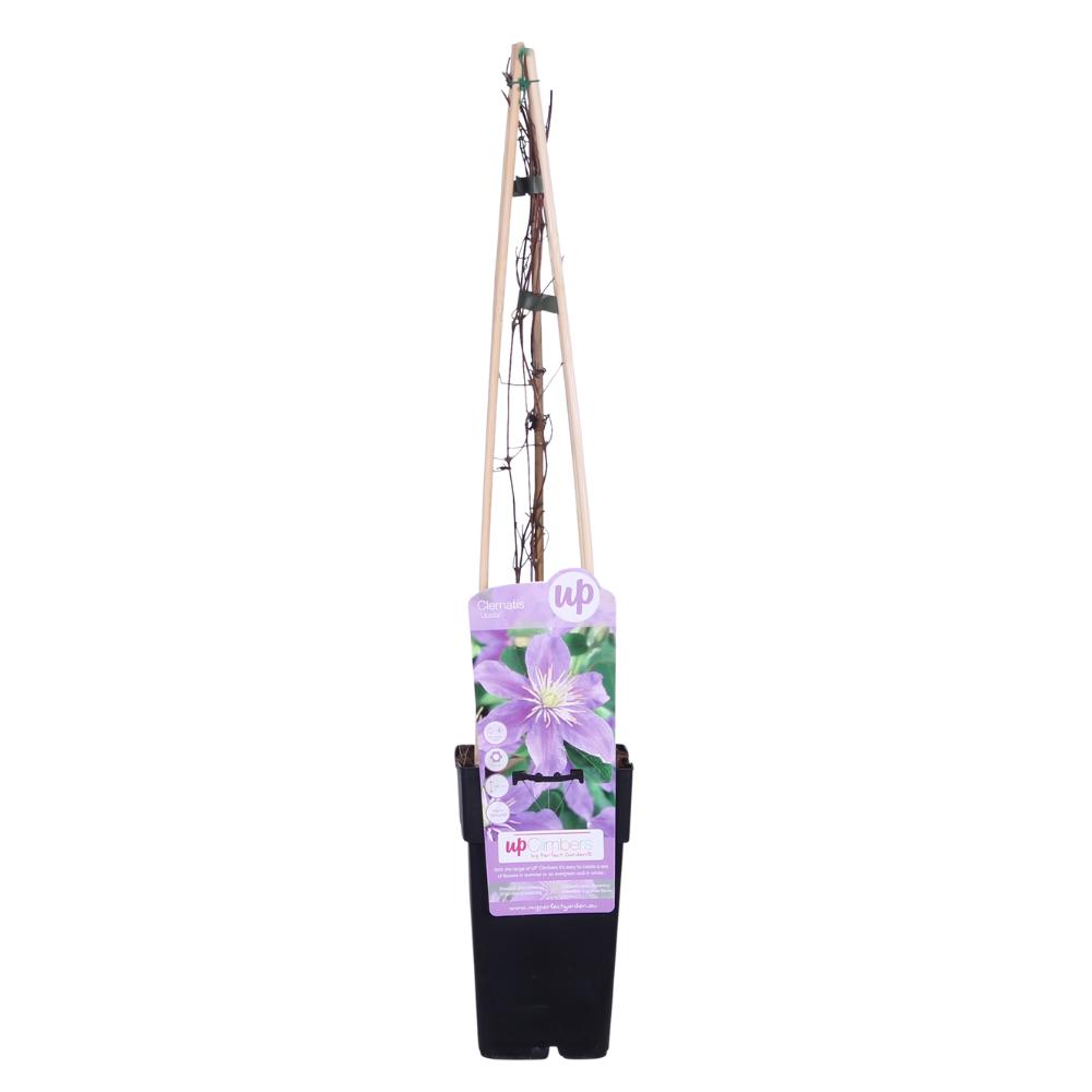 Clematis 'Justa' (Waldrebe) – Ø15 cm, 65 cm hoch