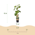 Ficus caria 'Little Miss Figgy' (fig tree) – 2 plants, Ø15 cm, 50 cm high